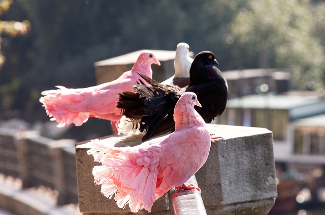 中国男篮未 中国男篮未